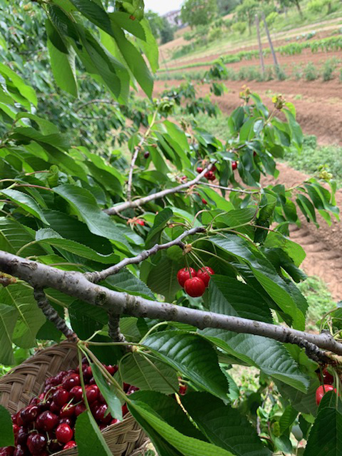 Dalla nostra terra alla nostra tavola sapori autentici coltivati con amore